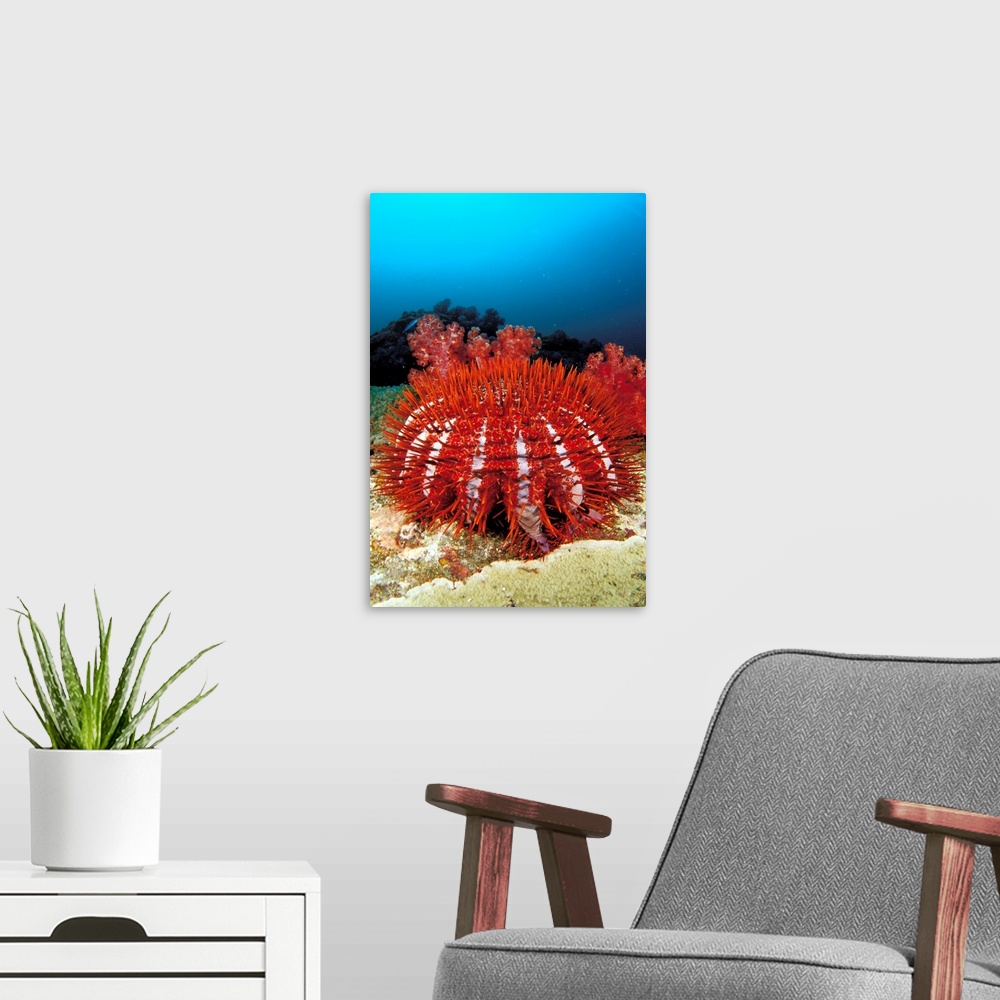A modern room featuring Thailand, Reef Scene With Crown-Of-Thorns Starfish