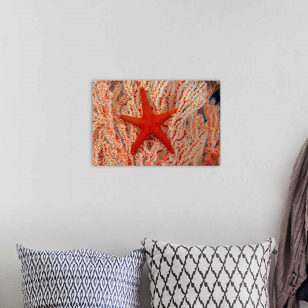 A bohemian room featuring Thailand, Sea Star (Fromia Indica) On Gorgonian Coral