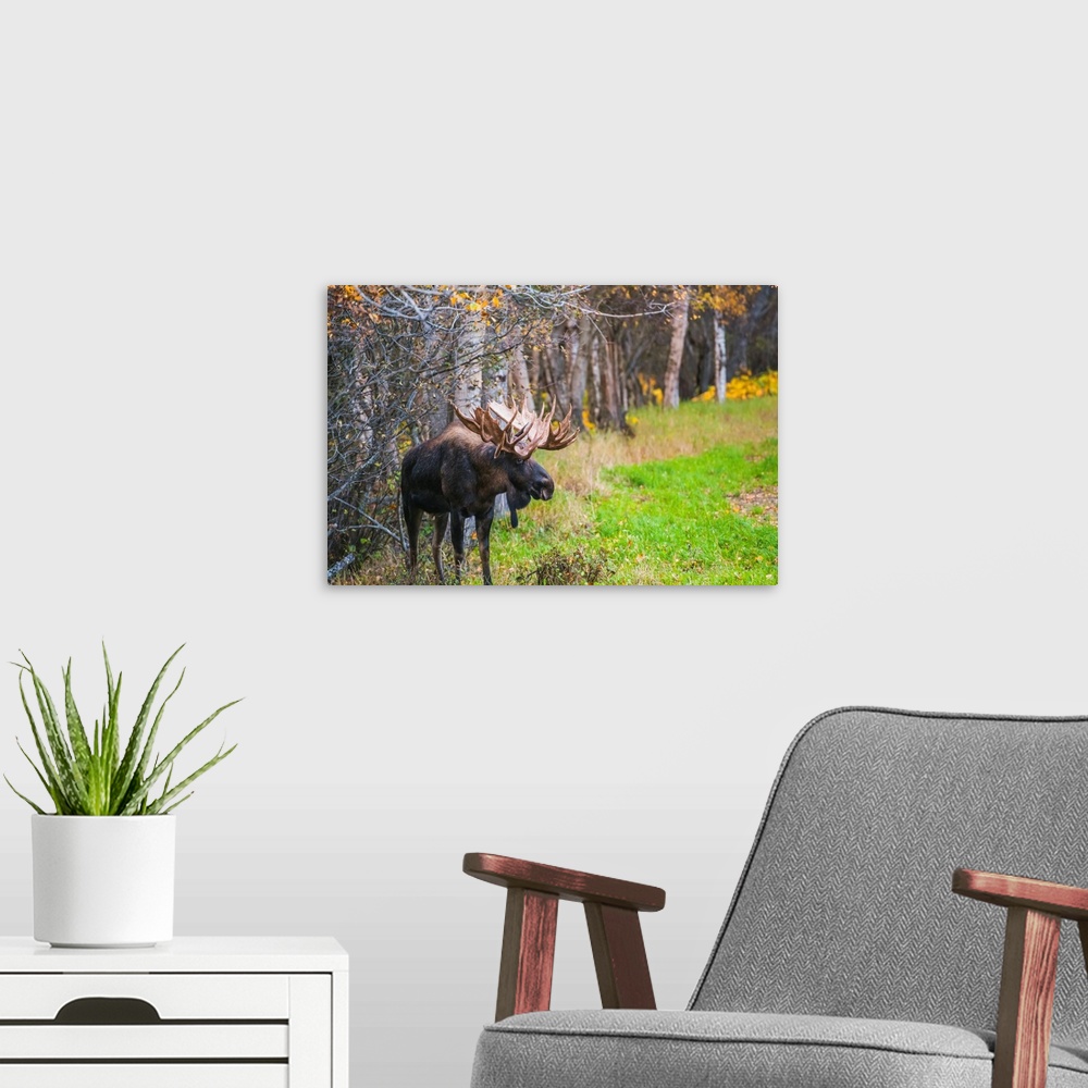 A modern room featuring The large bull moose known as Hook who roams in the Kincade Park area is seen during the fall rut...