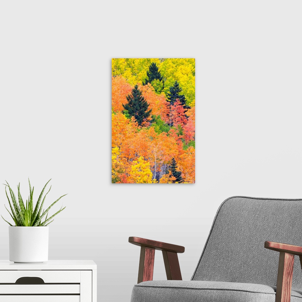 A modern room featuring The leaves of a forest change colors in autumn.