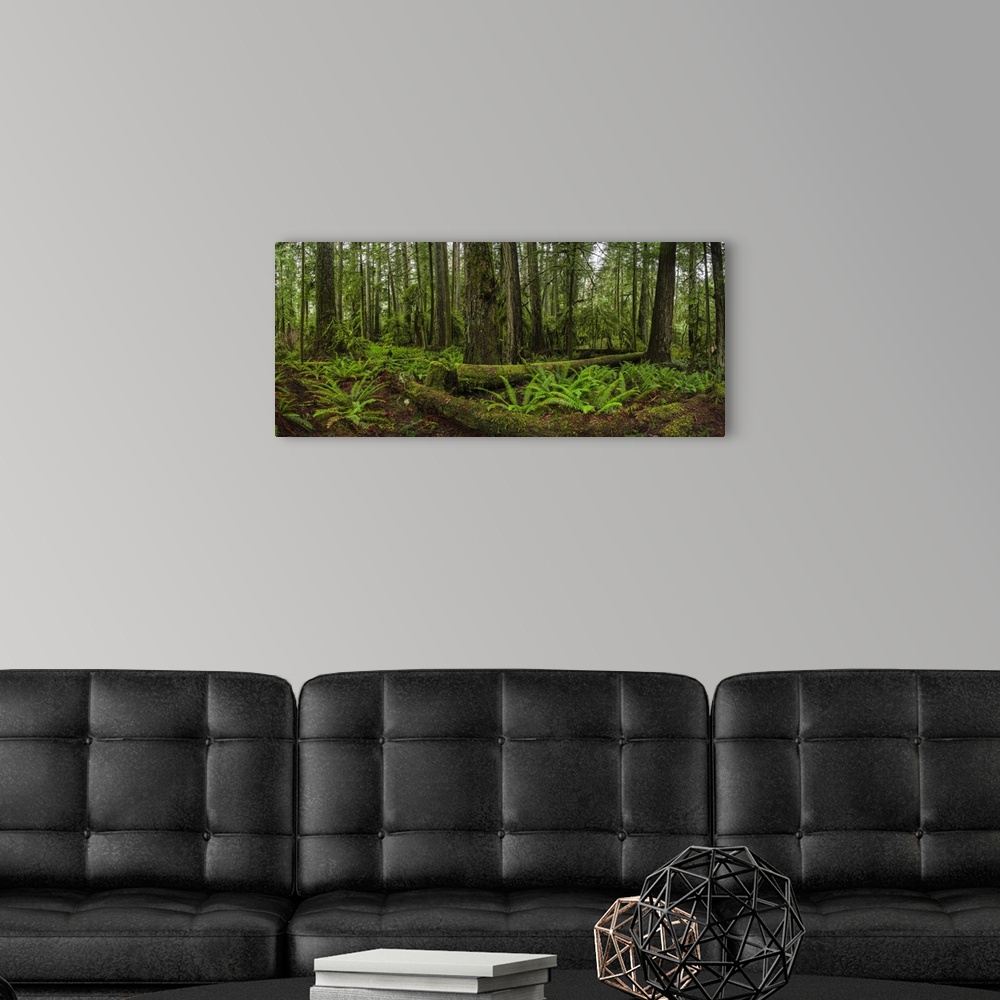 A modern room featuring The Lush Rainforest Of Cathedral Grove, Macmillan Provincial Park, Vancouver Island; British Colu...