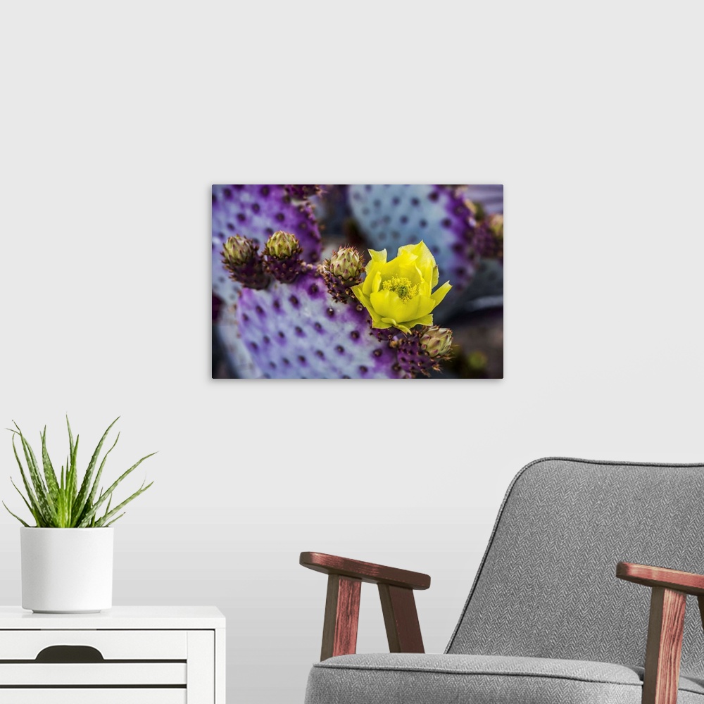 A modern room featuring The pollen laden center in the yellow bloom of a Prickly Pear Cactus (Opuntia) flower and future ...