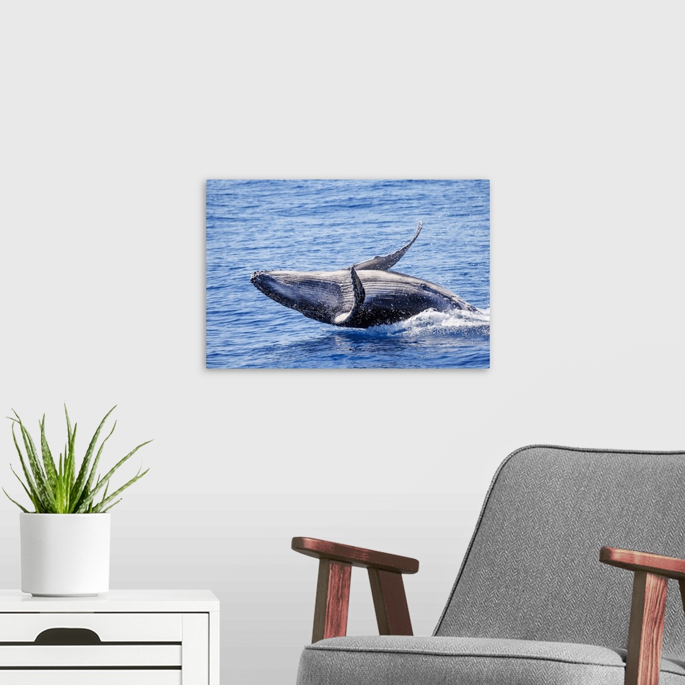 A modern room featuring This breaching humpback whale calf (megaptera novaeangliae) was born in the 2022 season off Maui,...