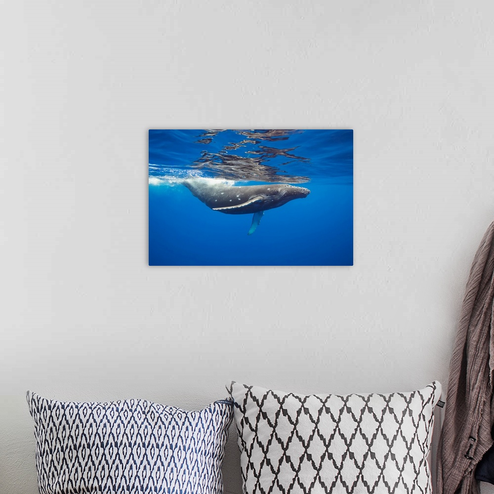 A bohemian room featuring This Humpback whale (Megaptera novaeangliae) has a number of circular bite marks that may be attr...