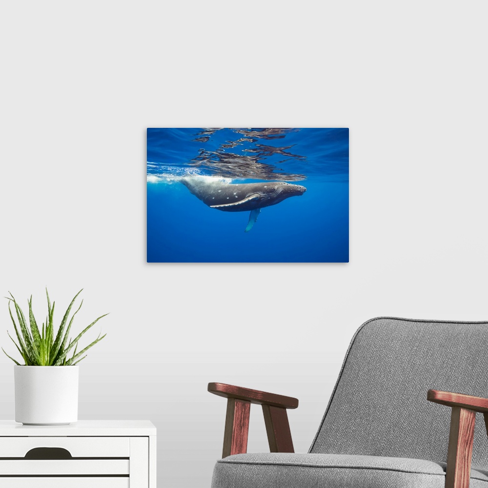 A modern room featuring This Humpback whale (Megaptera novaeangliae) has a number of circular bite marks that may be attr...