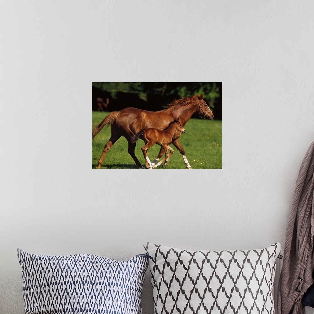 A bohemian room featuring Thoroughbred Chestnut Mare and Foal, Ireland