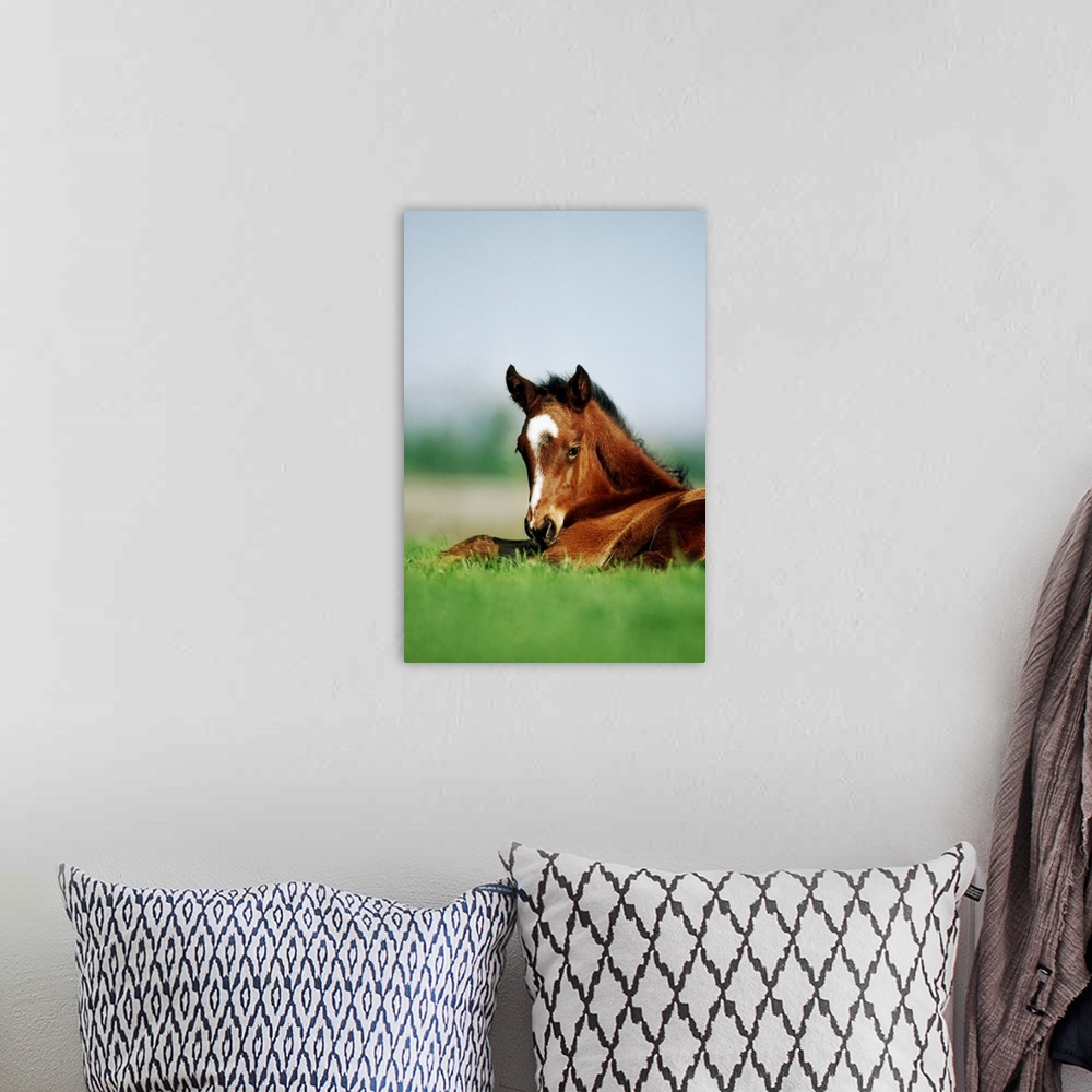 A bohemian room featuring Thoroughbred Foal, Ireland