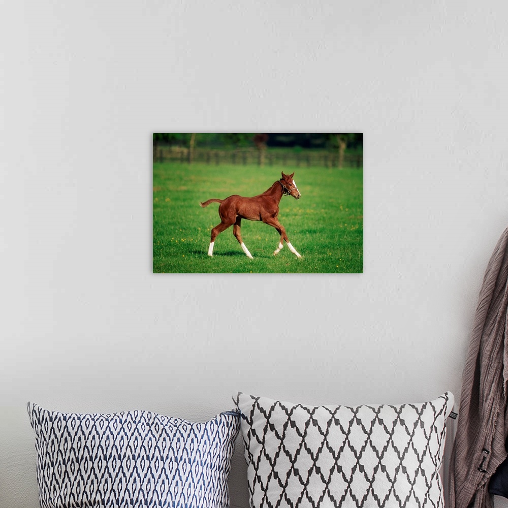 A bohemian room featuring Thoroughbred foal, Kildare Town, Ireland