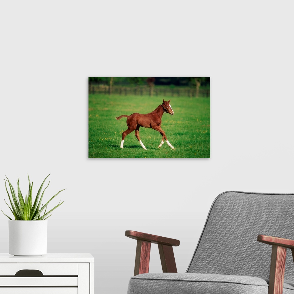 A modern room featuring Thoroughbred foal, Kildare Town, Ireland