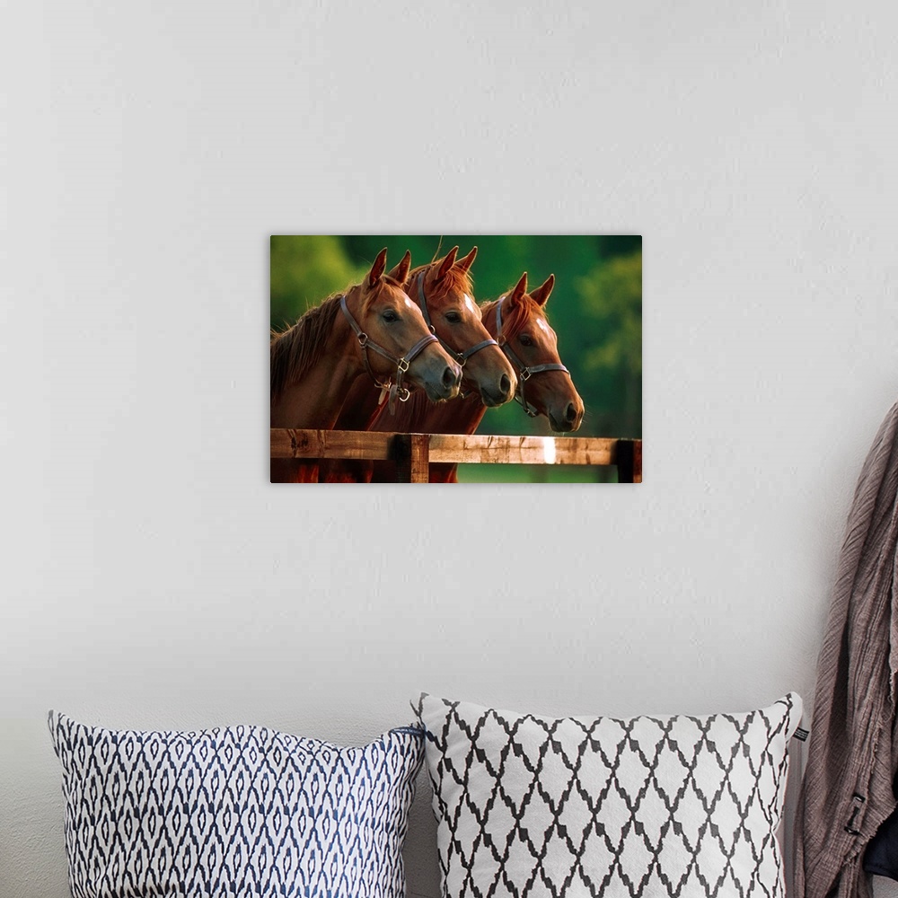 A bohemian room featuring Thoroughbred Horses