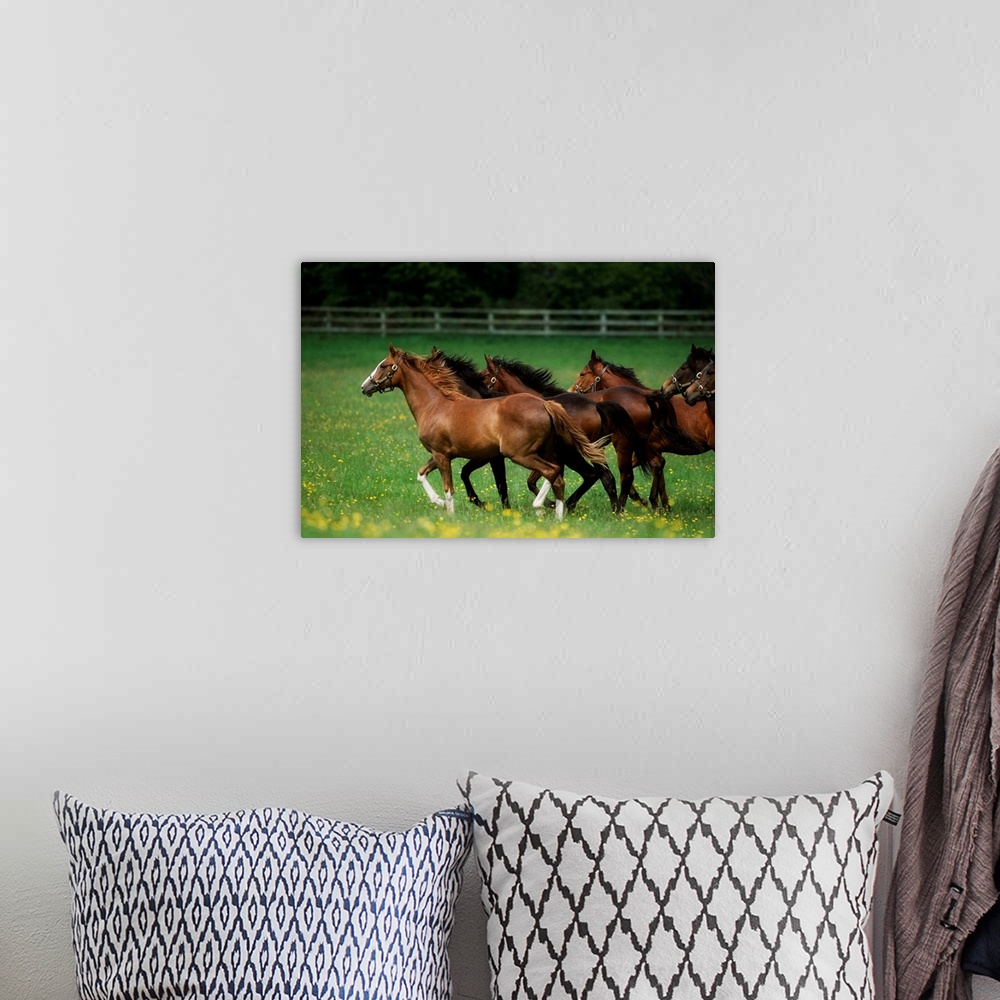 A bohemian room featuring Thoroughbred Horses, Ireland