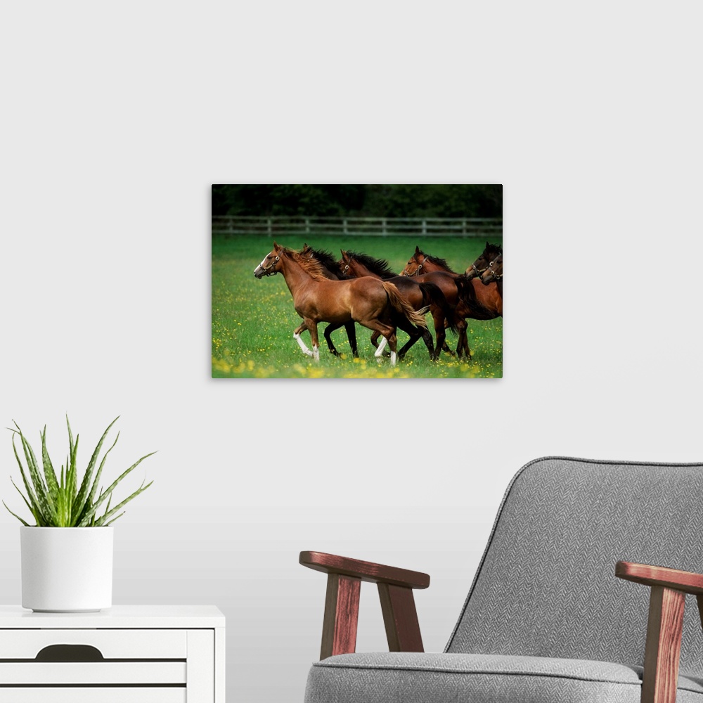 A modern room featuring Thoroughbred Horses, Ireland
