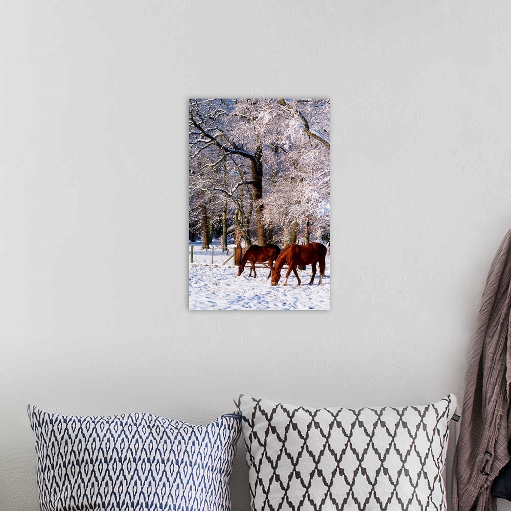 A bohemian room featuring Thoroughbred Horses, Mares In Snow, Ireland