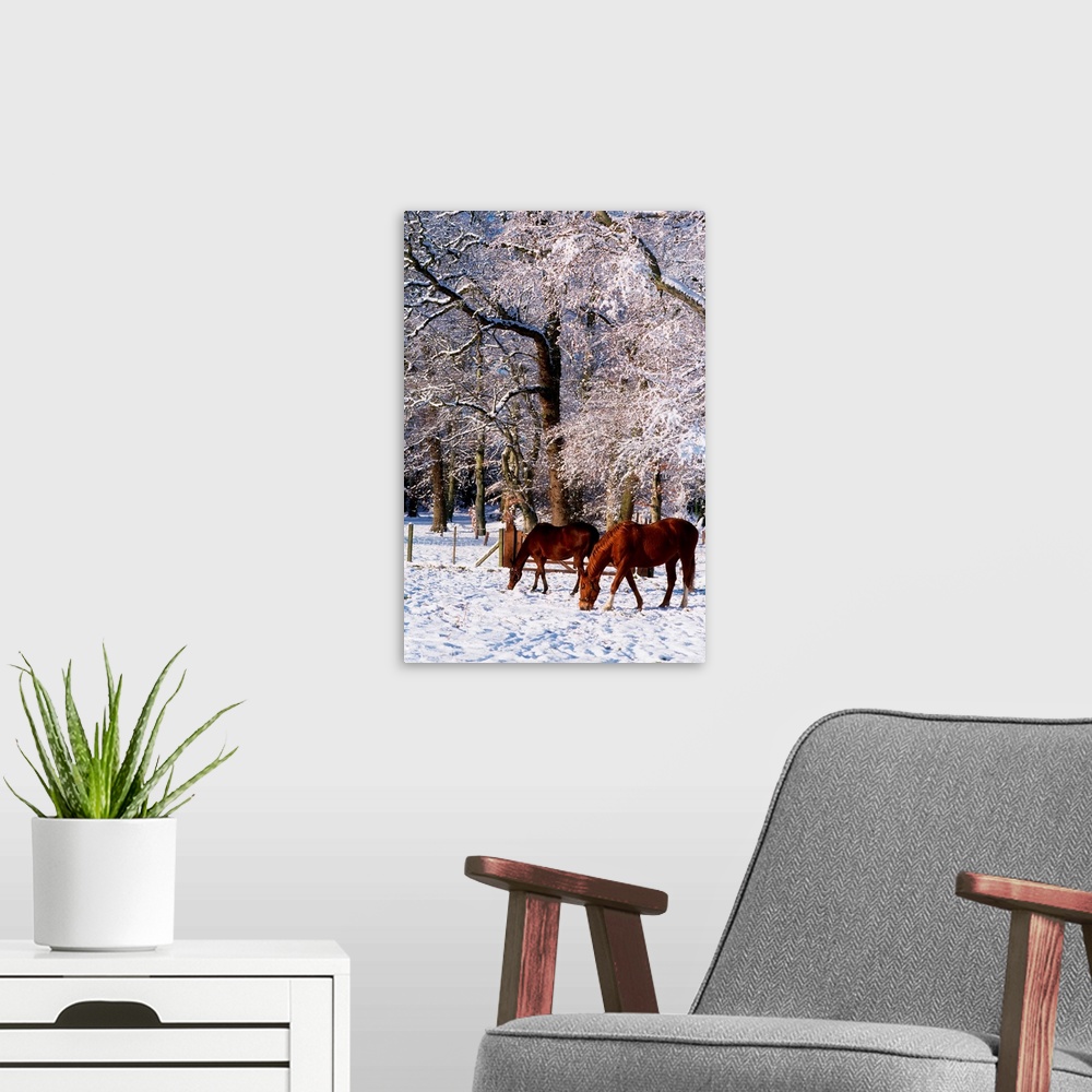 A modern room featuring Thoroughbred Horses, Mares In Snow, Ireland
