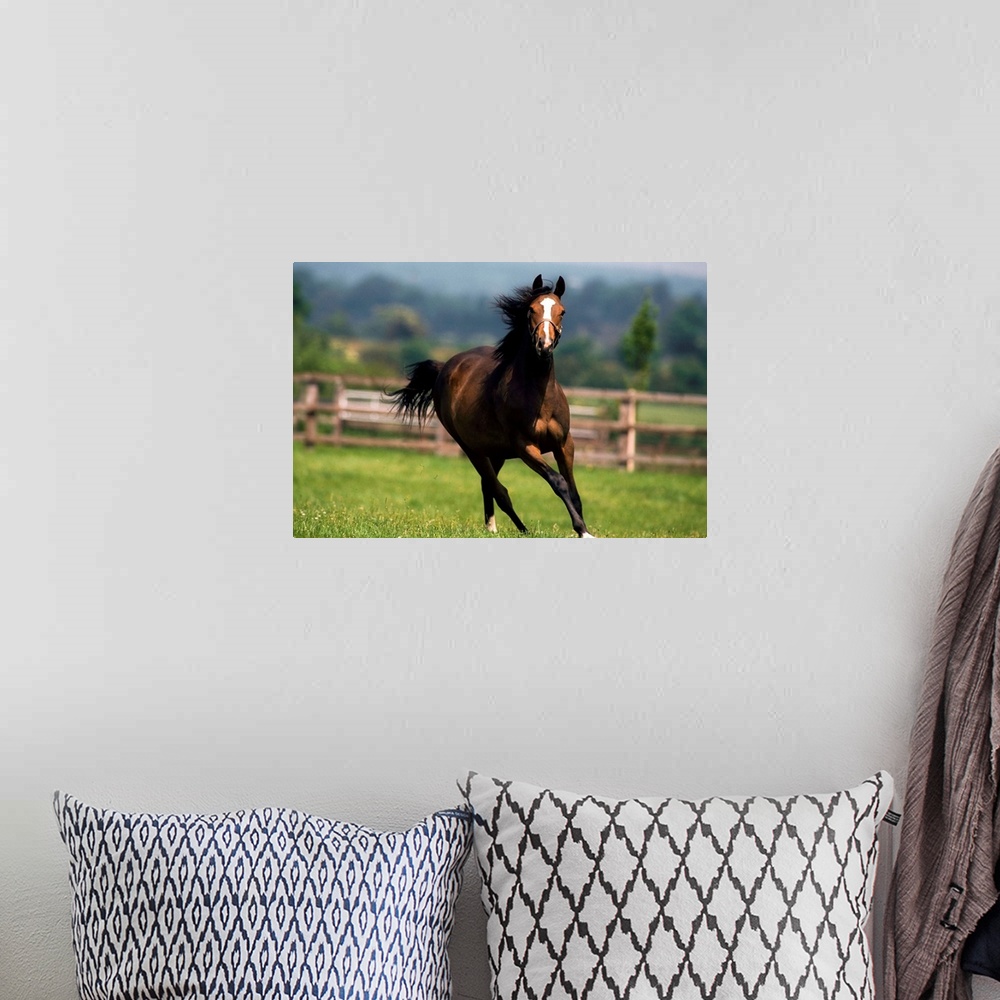 A bohemian room featuring Thoroughbred Horses, Yearlings