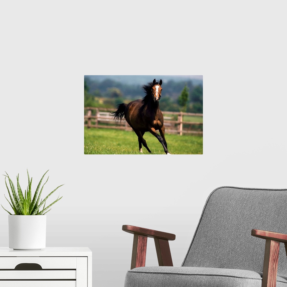 A modern room featuring Thoroughbred Horses, Yearlings