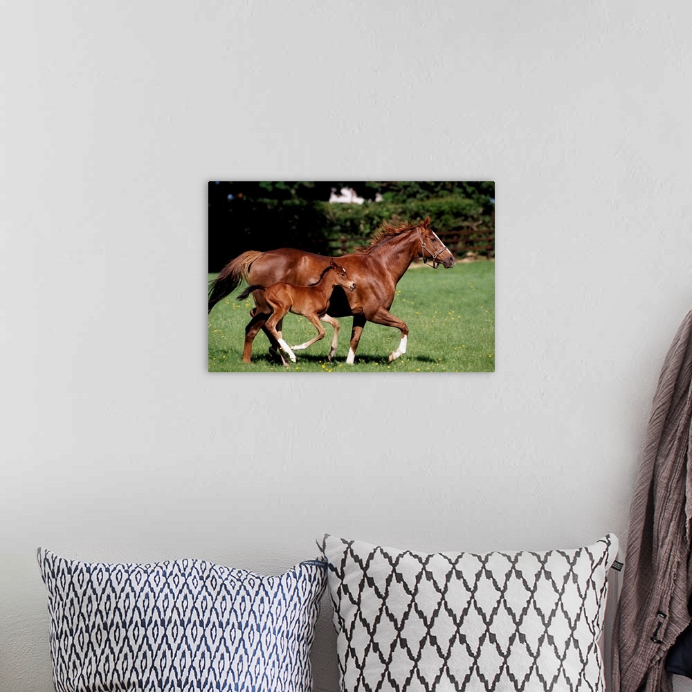 A bohemian room featuring Thoroughbred Mare And Foal Galloping, Ireland