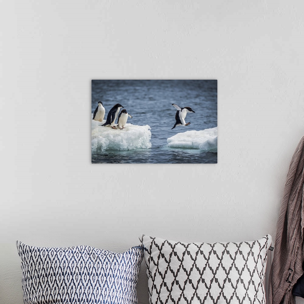 A bohemian room featuring Three Adelie penguins (Pygoscelis adeliae) watch another jumping between two ice floes. They have...