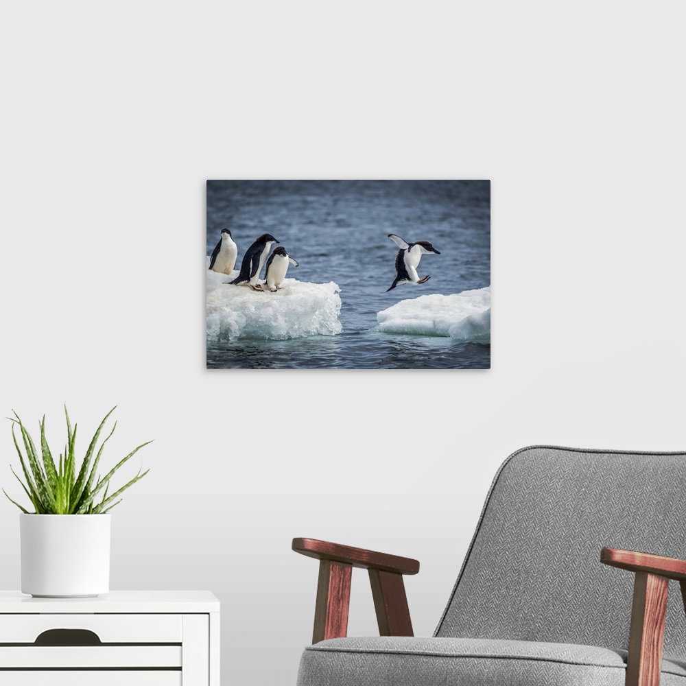 A modern room featuring Three Adelie penguins (Pygoscelis adeliae) watch another jumping between two ice floes. They have...