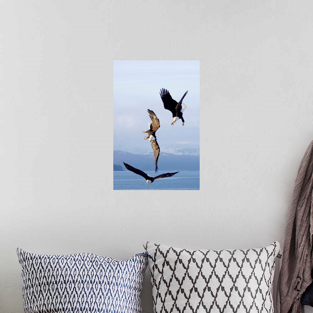A bohemian room featuring Three Bald Eagles In Mid-Air Conflict Over Kachemak Bay, Alaska