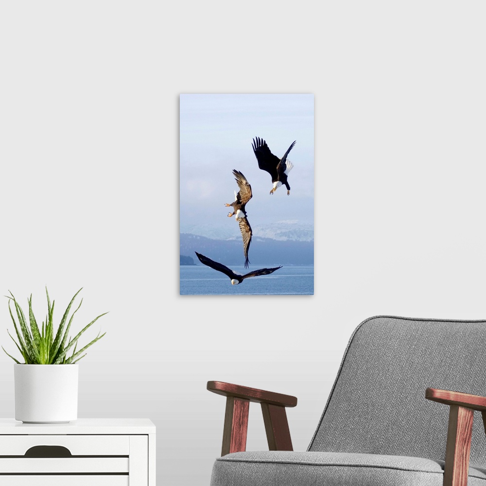 A modern room featuring Three Bald Eagles In Mid-Air Conflict Over Kachemak Bay, Alaska