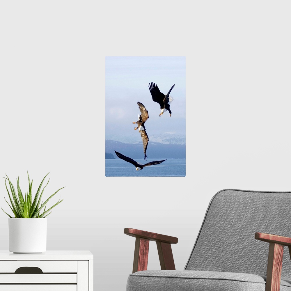 A modern room featuring Three Bald Eagles In Mid-Air Conflict Over Kachemak Bay, Alaska