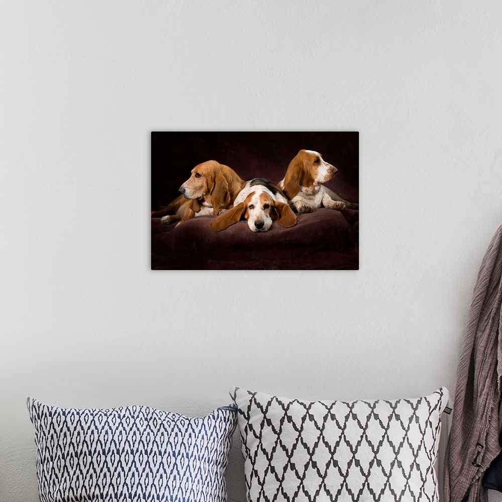 A bohemian room featuring Three Basset Hounds On Brown Muslin Backdrop