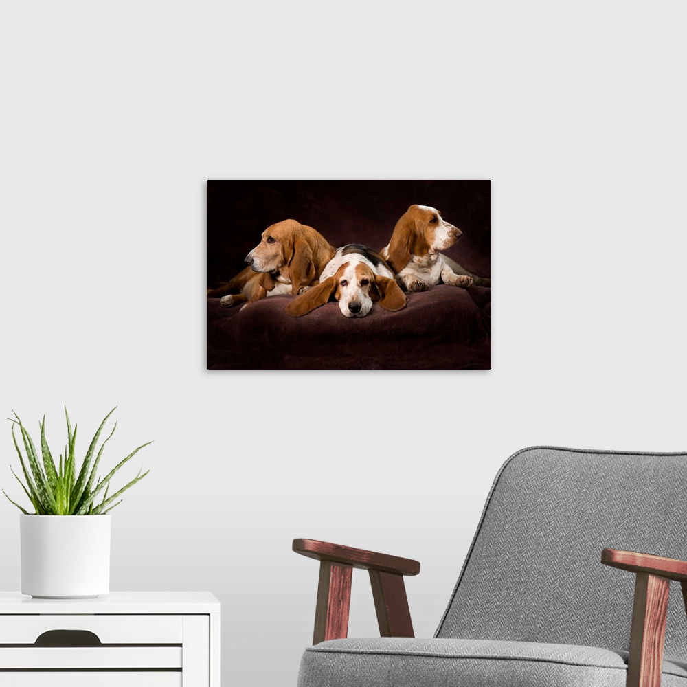 A modern room featuring Three Basset Hounds On Brown Muslin Backdrop