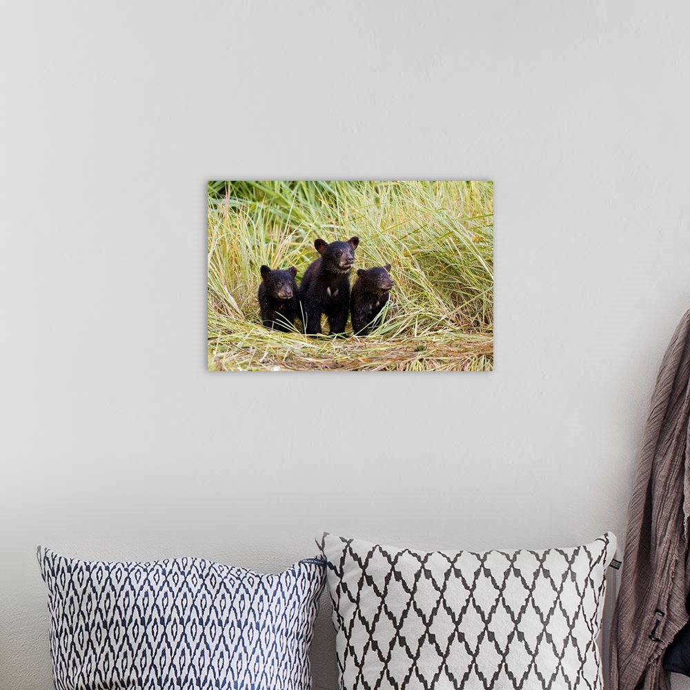 A bohemian room featuring Three Black bear cubs from this year's litter stand together on a grass covered creek shore as th...
