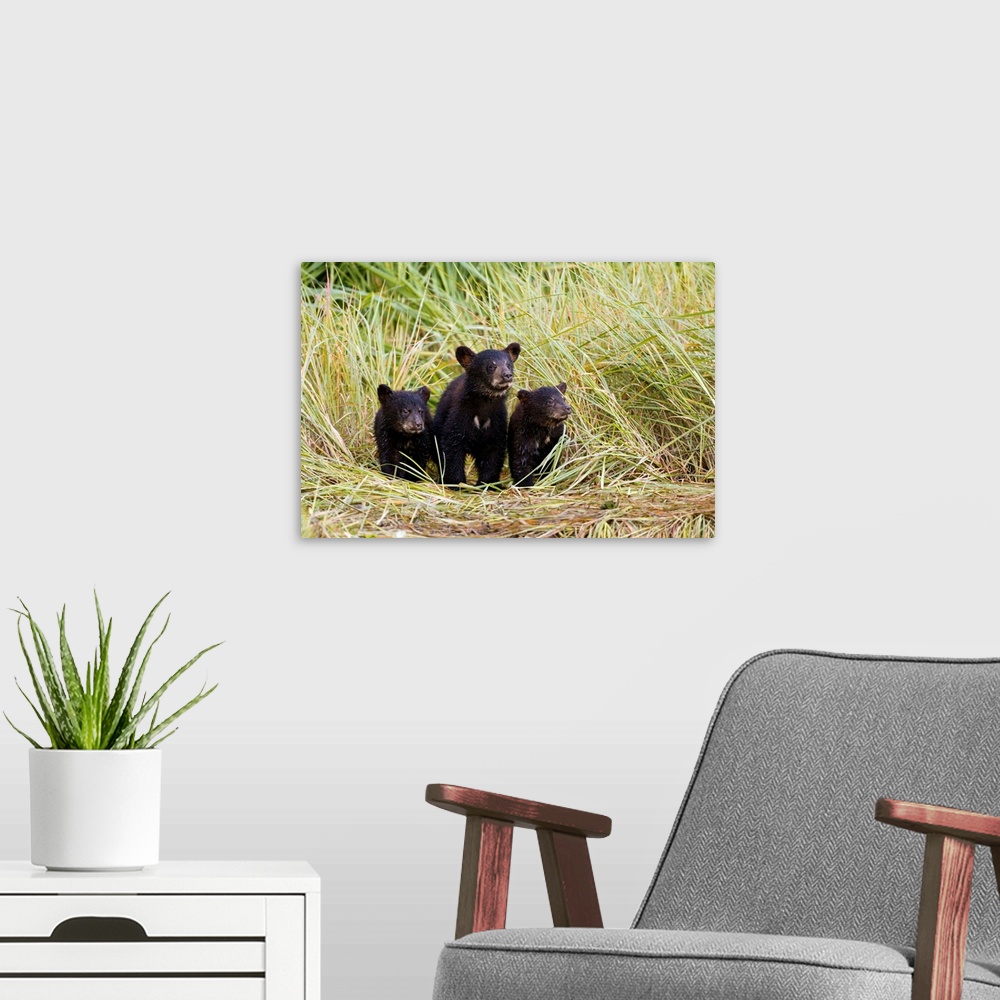 A modern room featuring Three Black bear cubs from this year's litter stand together on a grass covered creek shore as th...