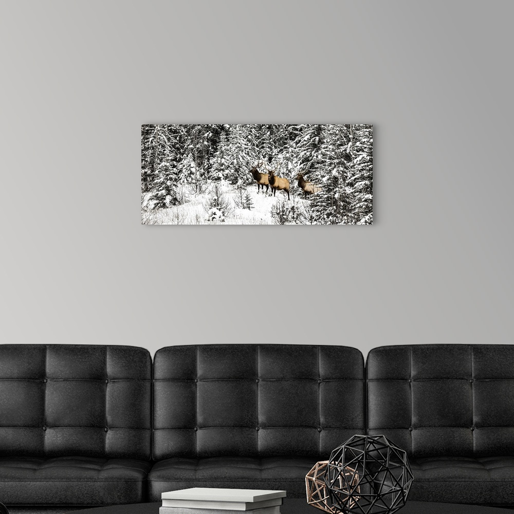 A modern room featuring Three bull elk (cervus elaphus canadensis) standing in a snow-covered forest and looking at the c...