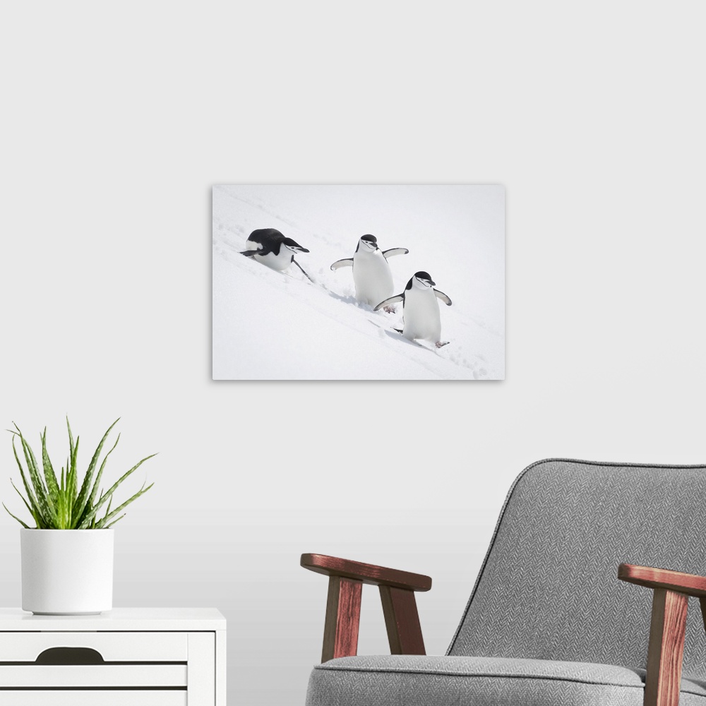 A modern room featuring Three chinstrap penguins (pygoscelis antarcticus) slide down snowy hill, antarctica.