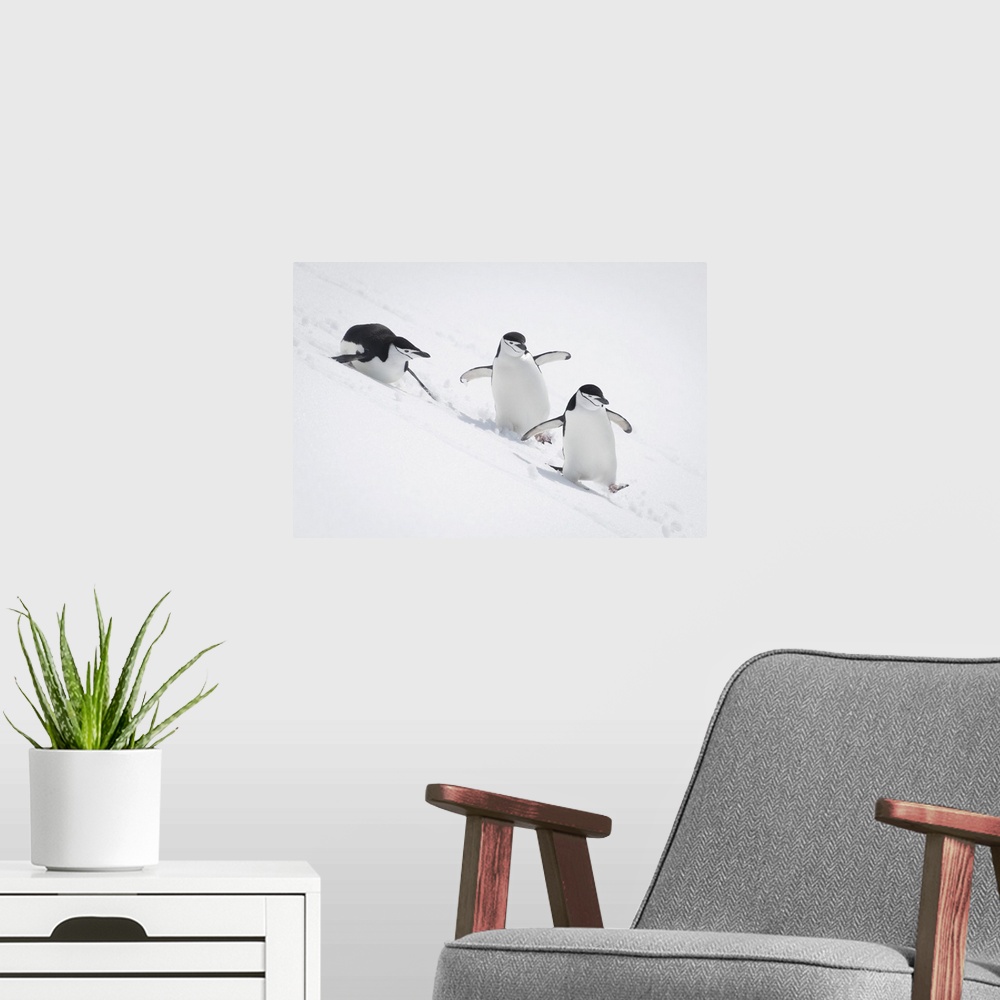A modern room featuring Three chinstrap penguins (pygoscelis antarcticus) slide down snowy hill, antarctica.