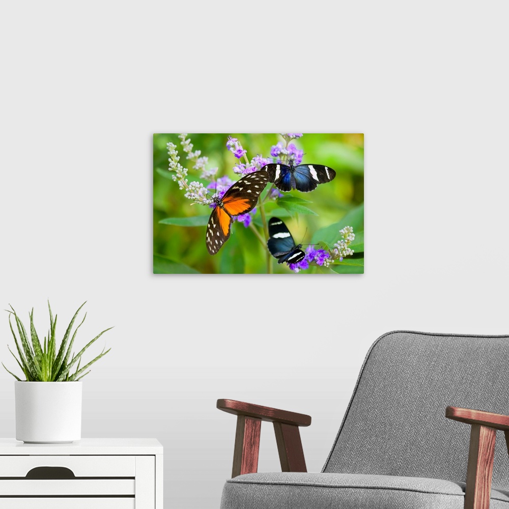 A modern room featuring Three Colorful Butterflies On Blossoms In Spring; Oregon, USA