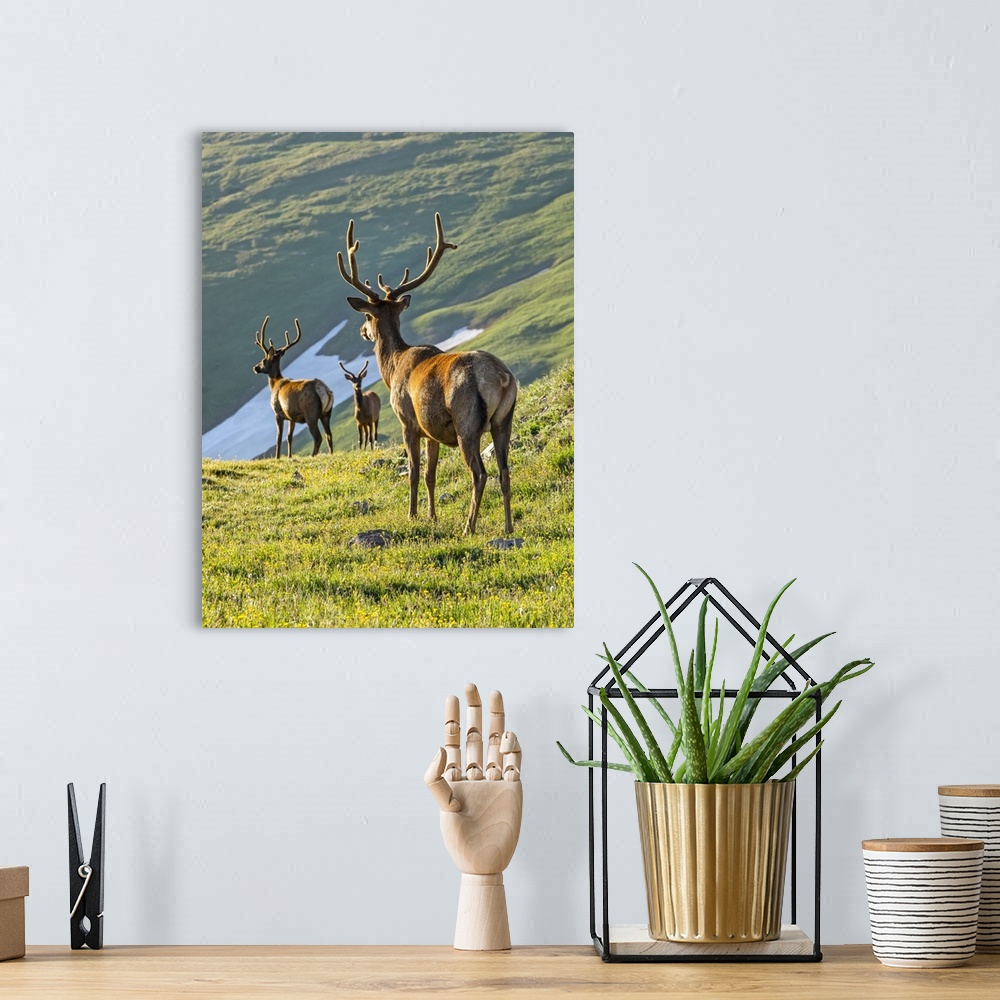 A bohemian room featuring Three Elk bulls (Cervus canadensis) looking down from mountainside on lush, grassy slopes to wate...
