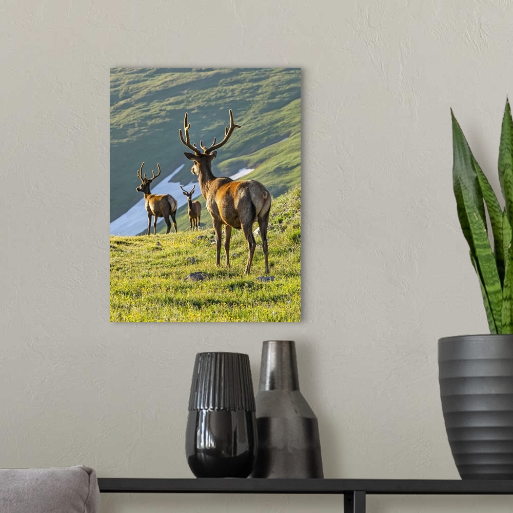 A modern room featuring Three Elk bulls (Cervus canadensis) looking down from mountainside on lush, grassy slopes to wate...