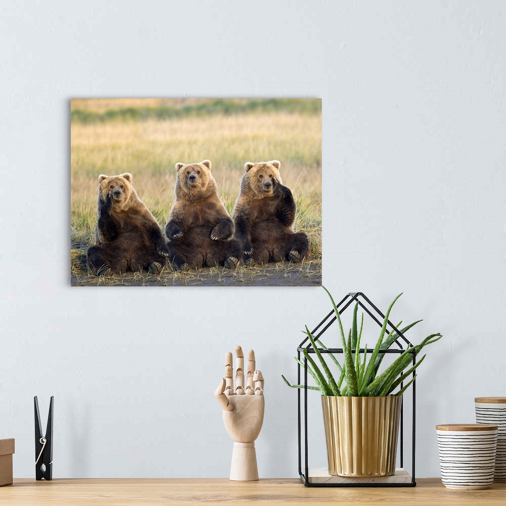 A bohemian room featuring Brown bears sitting up with each other contemplating the mysteries of the universe or what to hav...