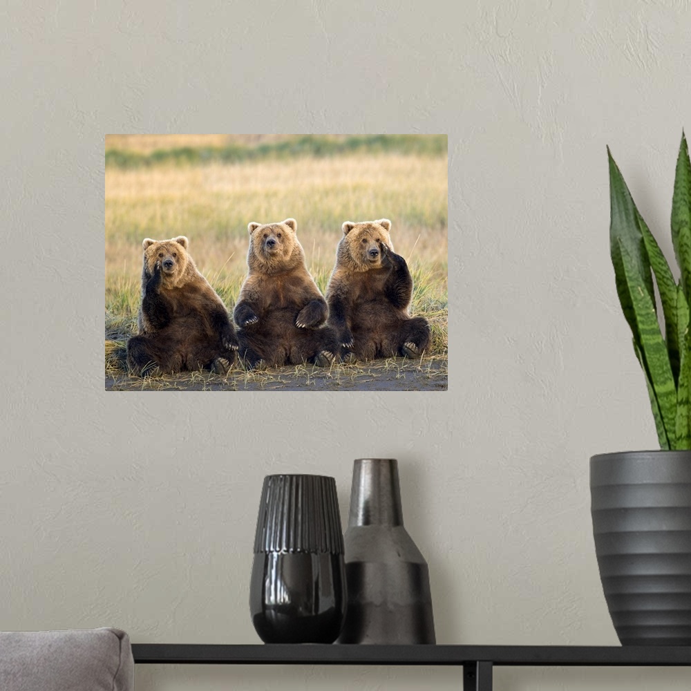 A modern room featuring Brown bears sitting up with each other contemplating the mysteries of the universe or what to hav...