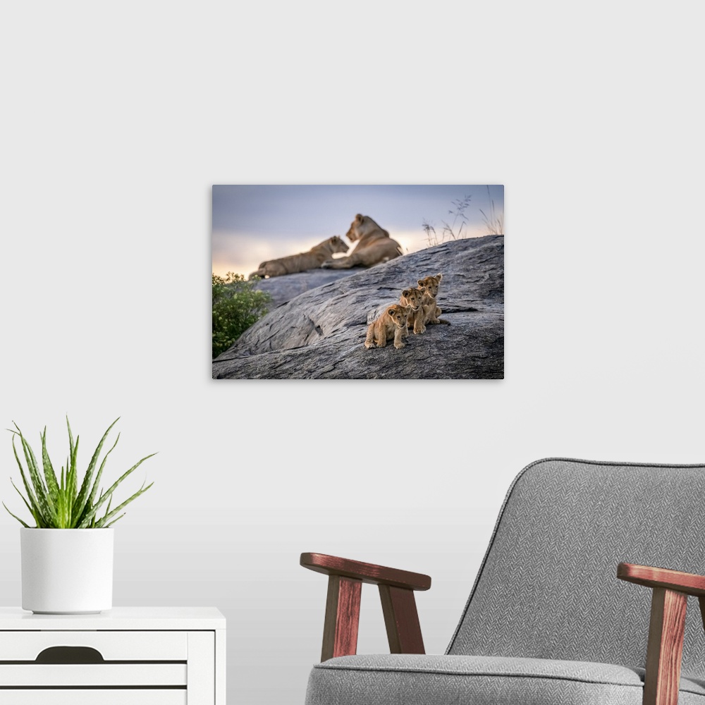 A modern room featuring Three lion cubs (Panthera leo) sitting on a rock looking out with two lionesses in the background...