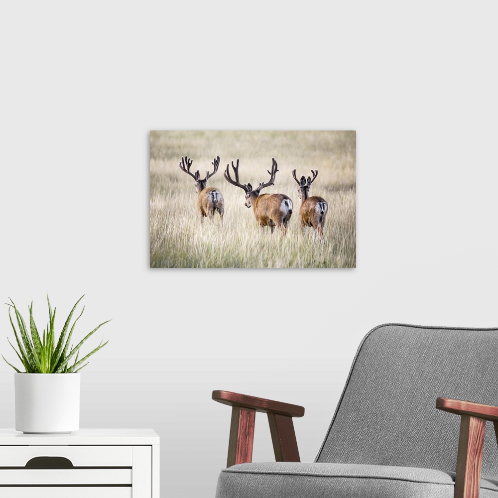 A modern room featuring Rear view of three Mule deer bucks (Odocoileus hemionus) standing in a grass field; Steamboat Spr...