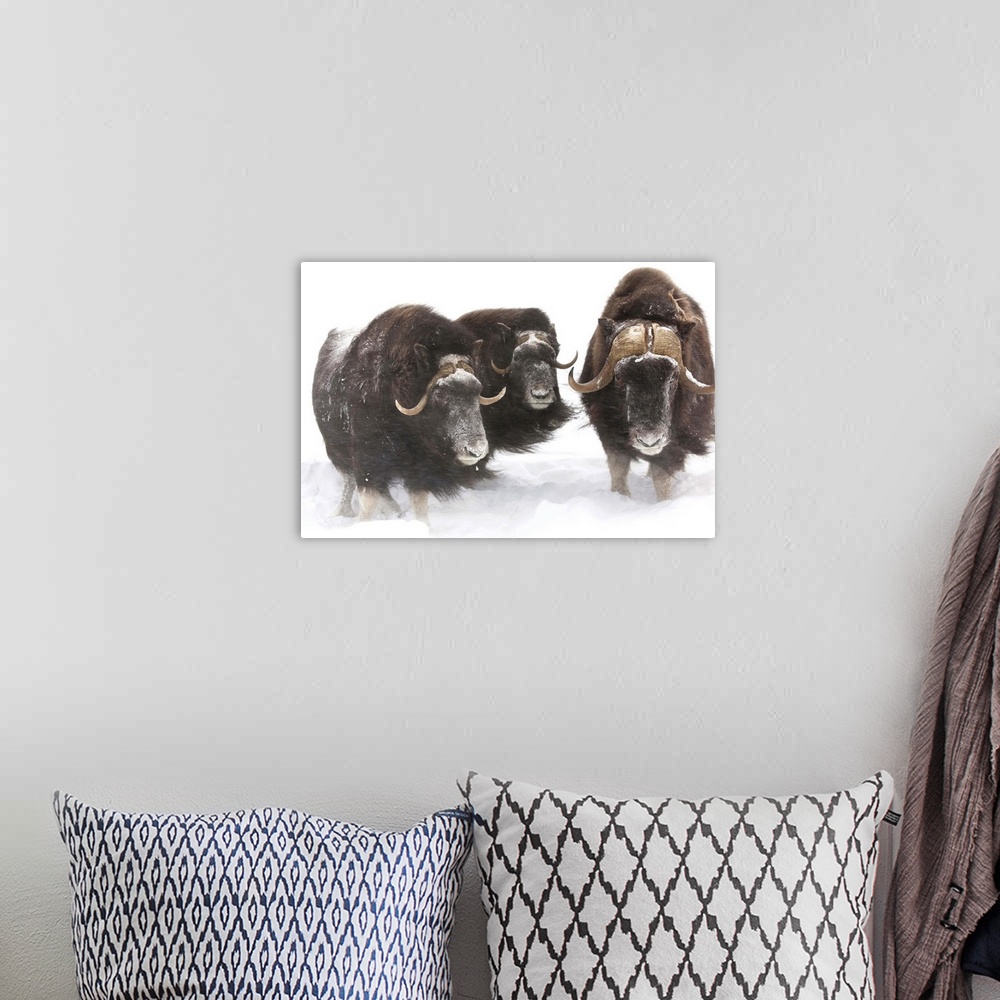 A bohemian room featuring A bull muskoxen and 2 cows look at camera during a winter storm of swirling snow.  Captive.  Sout...
