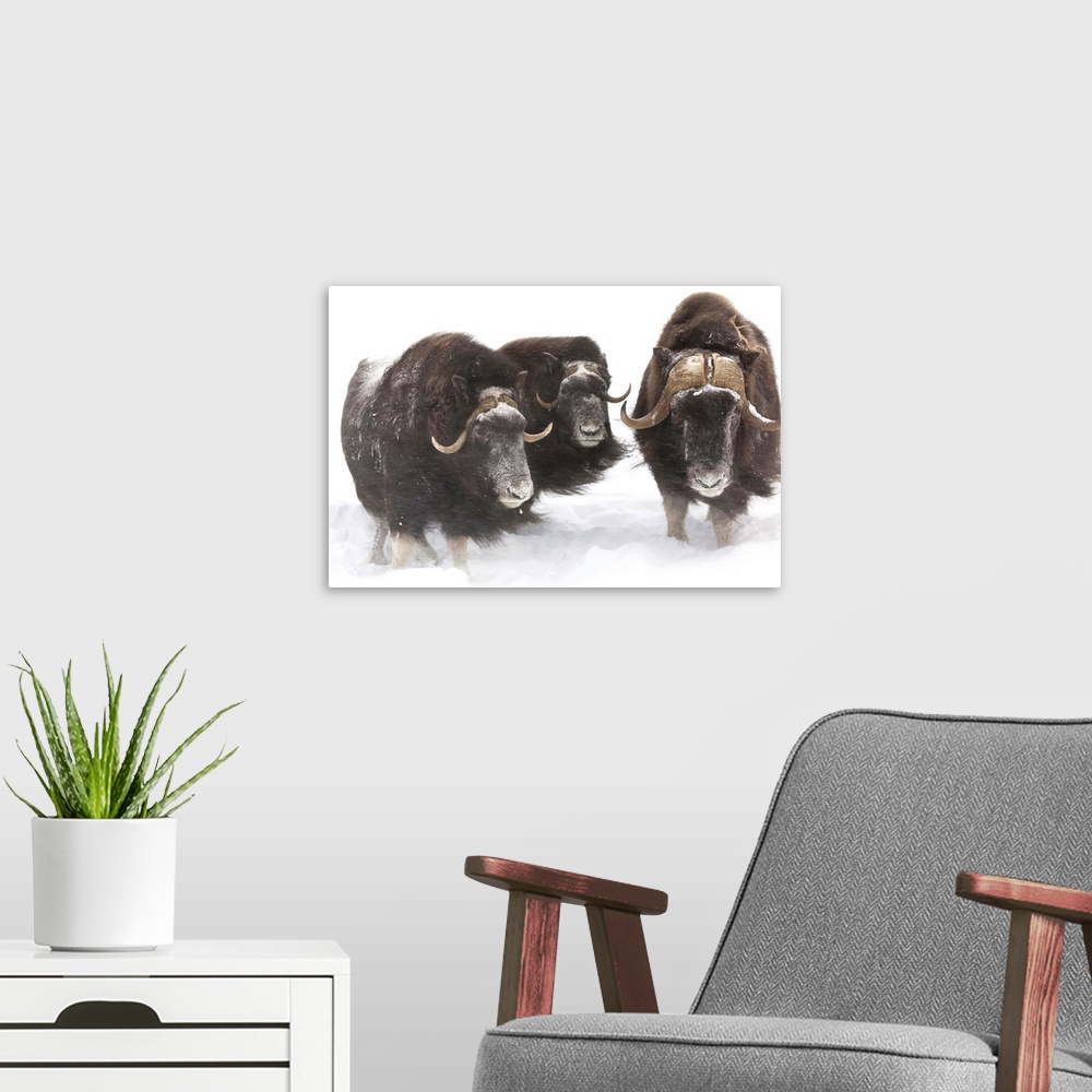 A modern room featuring A bull muskoxen and 2 cows look at camera during a winter storm of swirling snow.  Captive.  Sout...