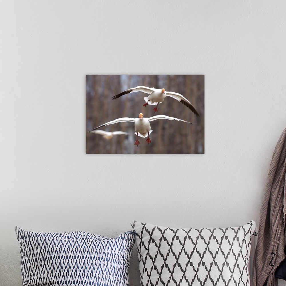 A bohemian room featuring Three Snow Geese In Flight In The Matanuska Valley, Southcentral Alaska