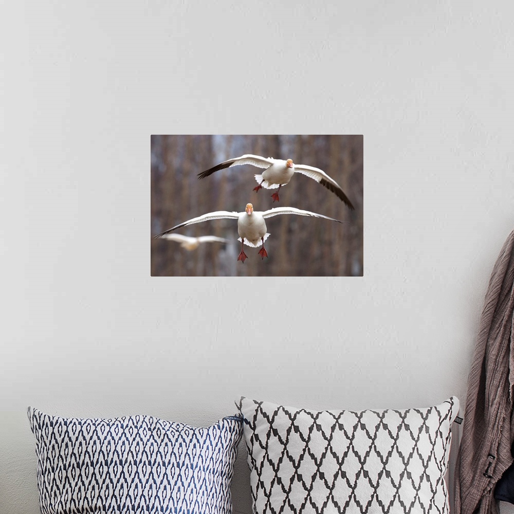 A bohemian room featuring Three Snow Geese In Flight In The Matanuska Valley, Southcentral Alaska