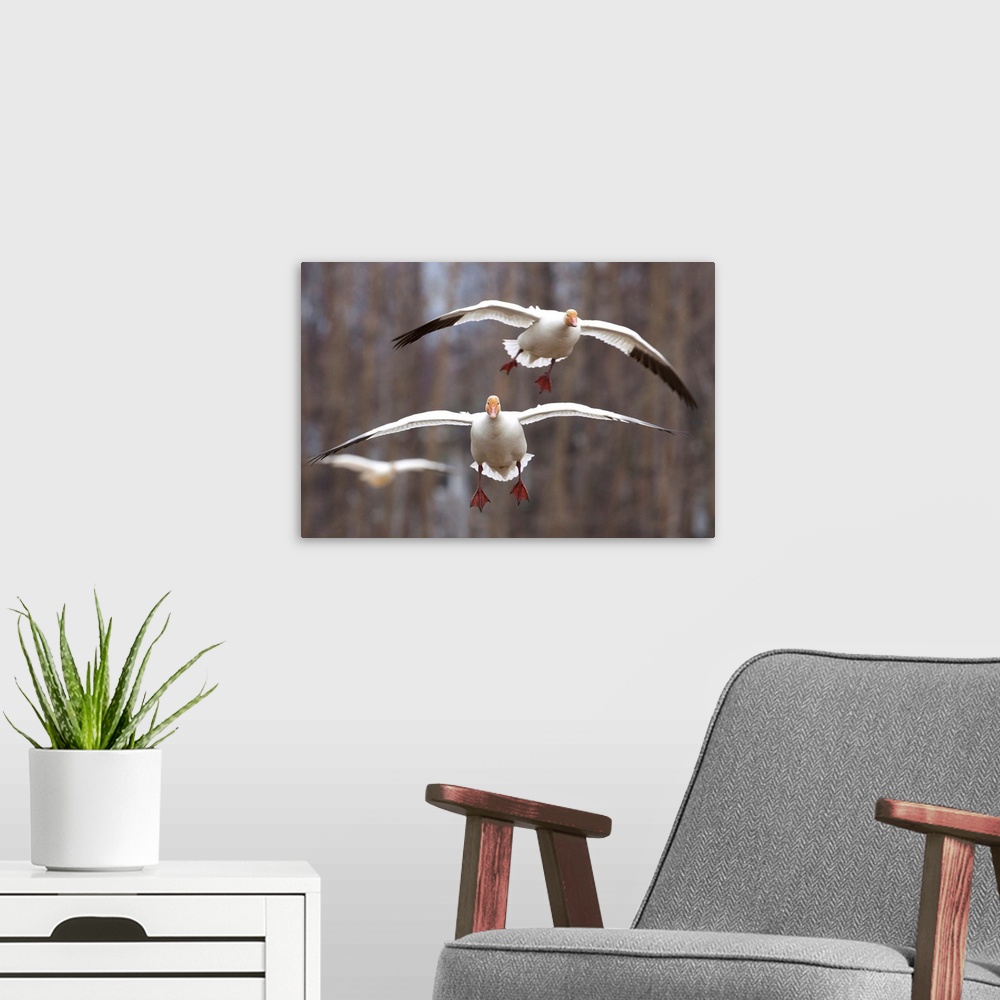 A modern room featuring Three Snow Geese In Flight In The Matanuska Valley, Southcentral Alaska
