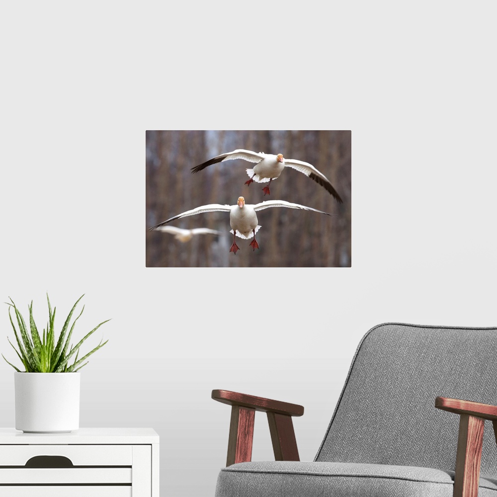 A modern room featuring Three Snow Geese In Flight In The Matanuska Valley, Southcentral Alaska