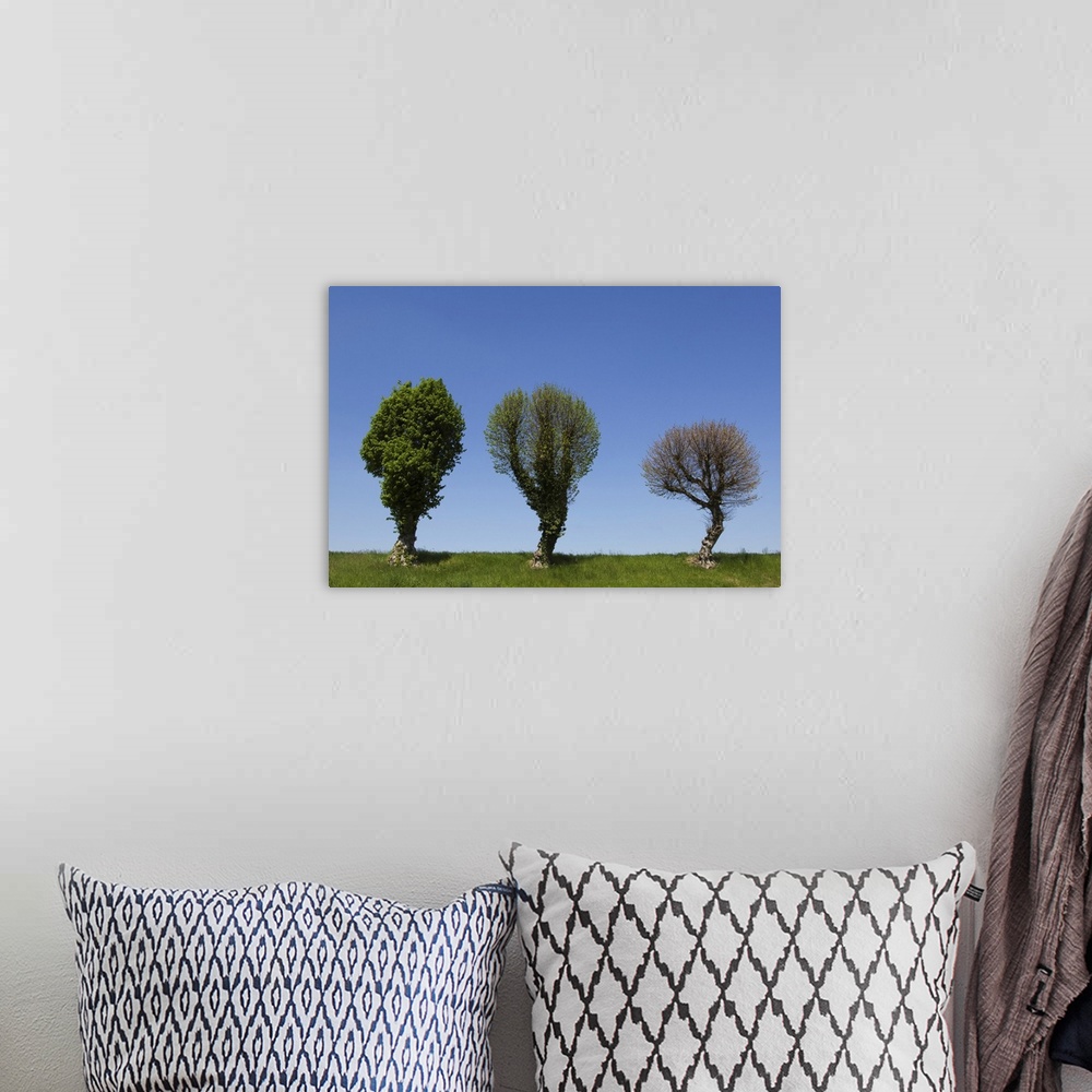 A bohemian room featuring Three Trees Against Sky, Charmoy, Aube, France