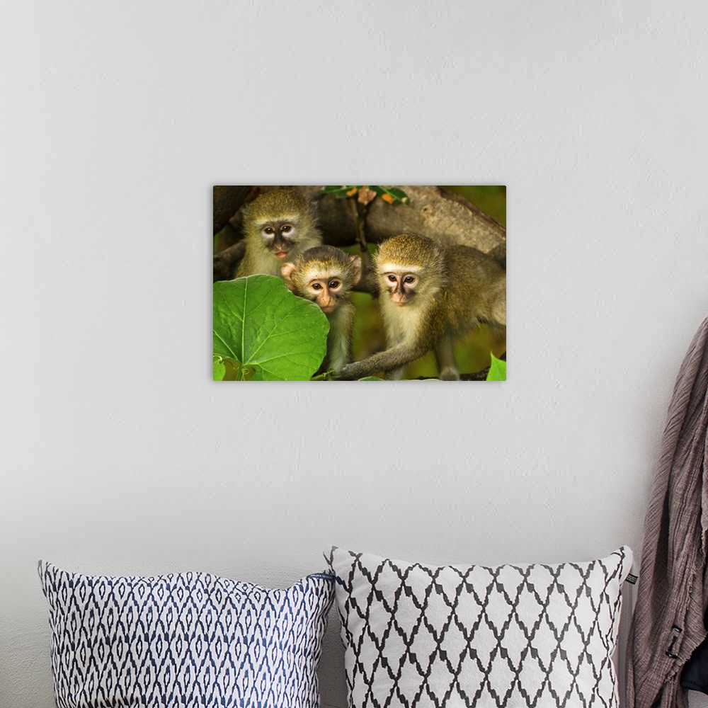 A bohemian room featuring Three vervet monkeys in a leafy tree.