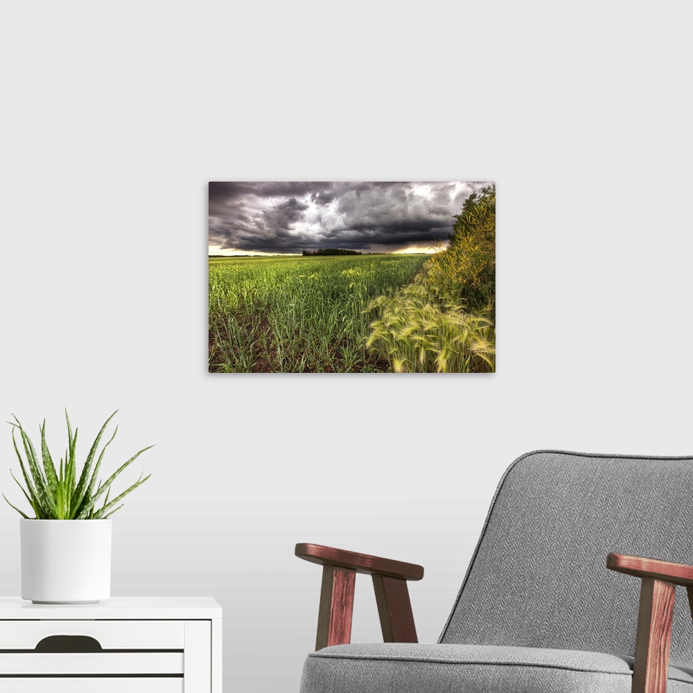 A modern room featuring Thunder Clouds Over Field Of Wheat North Of Edmonton, Alberta, Canada