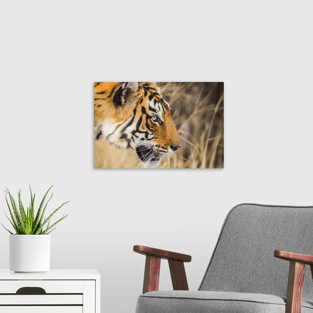 A modern room featuring Tiger (Panthera tigris) in the wild, Ranthambhore National Park, Northern India; Rajasthan, India